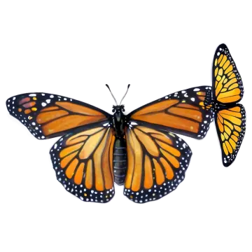 a monarch butterfly on a white background