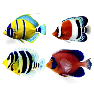 a group of colorful fish on a white background