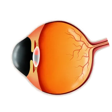 the structure of the eye