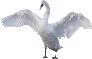 a white swan with its wings spread
