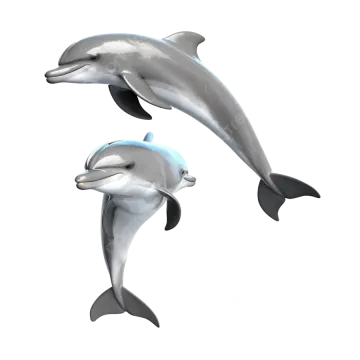 two dolphins on a white background