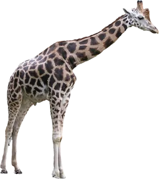 the gi is brown and white