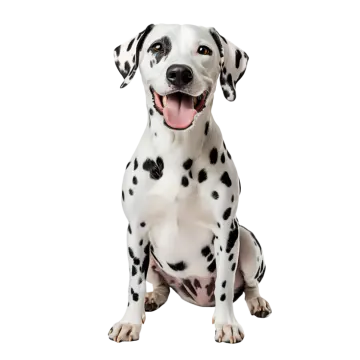 a daly dog sitting down with its tongue out