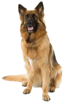 a large brown and black dog sitting down