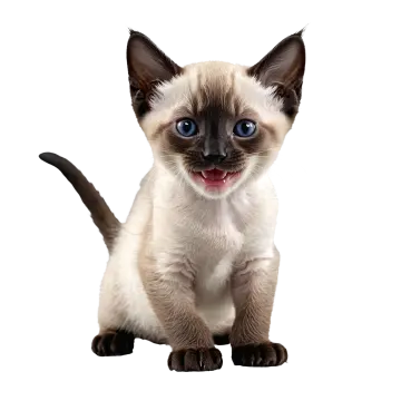 a siam cat with blue eyes sitting down