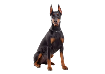 a black and tan doberman dog sitting down