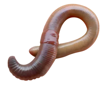 a close up of a worm on a white background