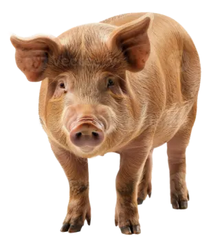 a small pig standing in front of a white background