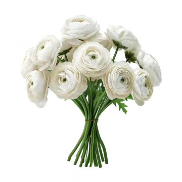 a bouquet of white flowers on a white background
