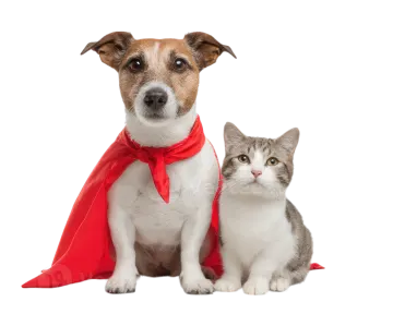 a cat and dog sitting next to each other