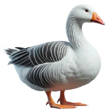 a goose standing on its hinds