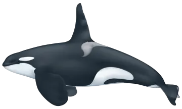 a black and white orca whale
