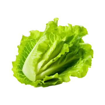 a lete leaf on a white background