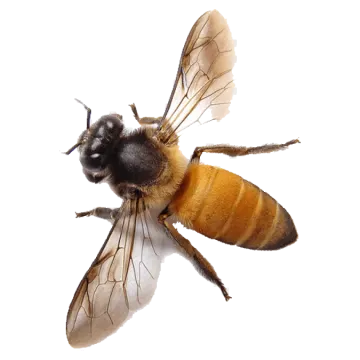 a bee on a white background