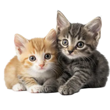 a couple of kittens laying next to each other kitten