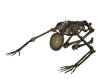 a skeleton is standing on its hinds