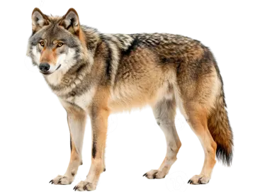 a wolf standing in front of a white background