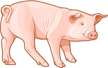 an illustration of a pig