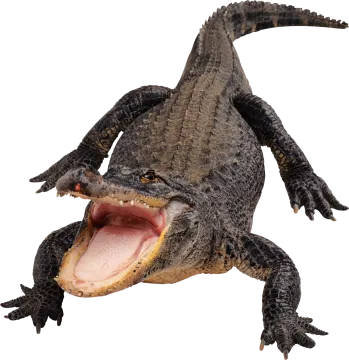 an alligator with its mouth open and tongue out