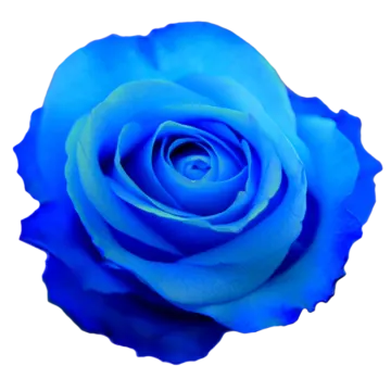 a blue rose on a white background