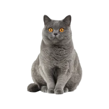 a grey cat sitting down and looking at the camera