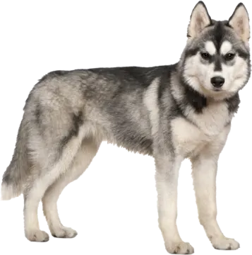 a black and white husky dog standing on a white background