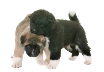 two pup playing with each other pup