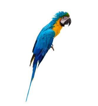 a blue and yellow parrot on a white background