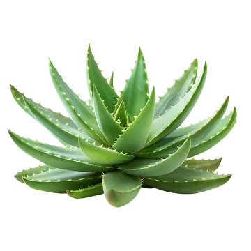 a close up of a plant with green leaves