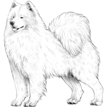 how to draw a dog step by step