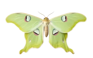 a green and white moth on a white background
