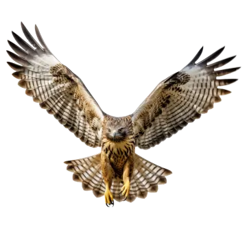 a bird flying in the air with its wings spread