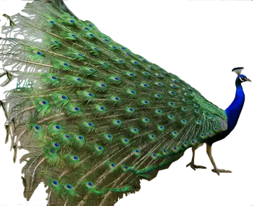 a peacock with its feathers spread out