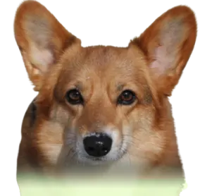 a close up of a dog's face