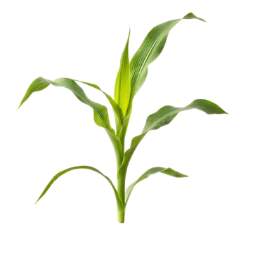 a young plant sphing out of soil