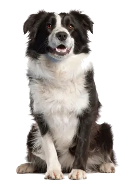 a black and white dog sitting on the ground