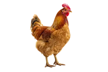a close up of a chicken on a white background
