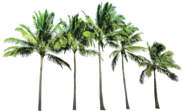 palm trees on a white background