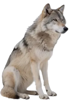 a wolf sitting down and looking at the camera