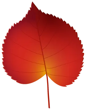 a red leaf on white background