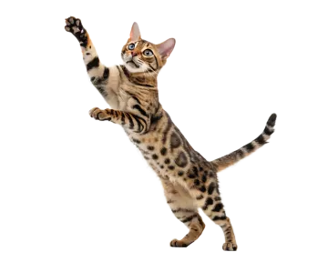 a cat is jumping up in the air