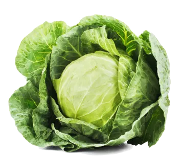 a head of cabbage on white background