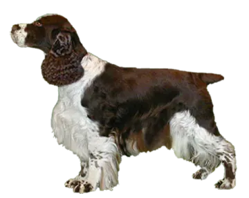 a brown and white dog standing on a white background