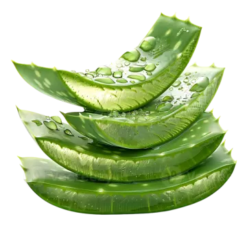 a pile of aloea leaves with water drops