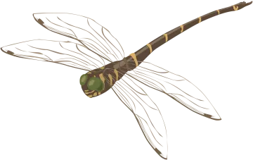 a drawing of a dragon fly