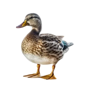 a close up of a duck on a white background
