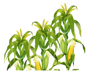 a bunch of corn on a white background
