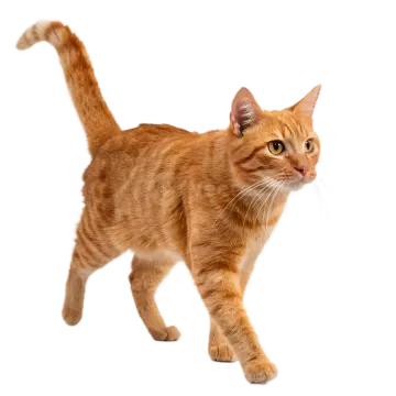 an orange cat walking on a white background