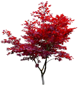 a red maple tree on a white background