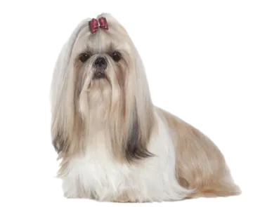 a dog with a bow on its head
